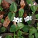 Partridge Berry
